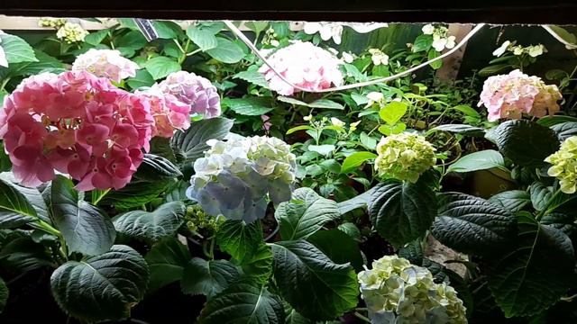 Крупнолистная гортензия цветёт! Серия Пан метельчатая готова к черенкованию! смотреть онлайн