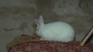 Самые выгодные кролики в хозяйстве!! Лучшая порода для разведения!! Супер порода кроликов!!