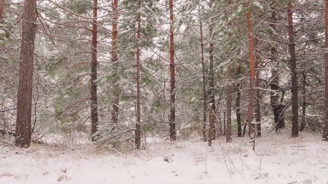 Прогулка по зимнему лесу смотреть онлайн