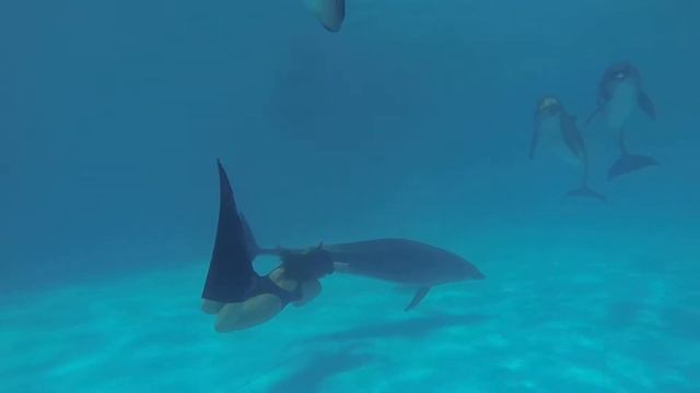 Участвуйте с нами в проекте Человек Дельфин смотреть онлайн