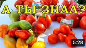 УРОЖАЙ ТОМАТОВ 2020!??? Отзывы о сортах☝