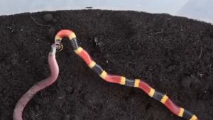 Коралловые змеи – Невероятно ядовитые ПОЖИРАТЕЛИ себе подобных!