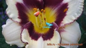 Лилейник гибридный Канадиан Бордер Петрол ? обзор: как сажать, рассада лилейника