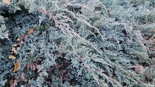 МОЖЖЕВЕЛЬНИК стелющийся