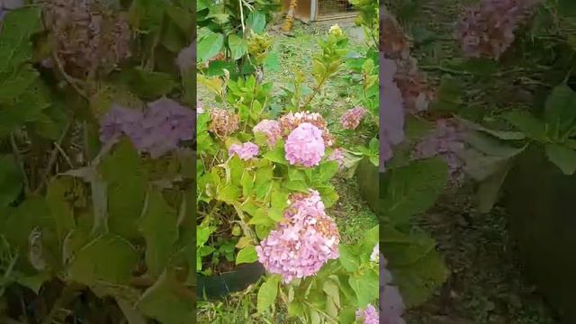 MILLION FLOWERS WOW😱😱 #trending #flowers #viralvideo #love #shortvideo #short