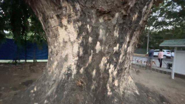 HOLTZMAN'S AMAZING ACACIA TREES 🌳 3-18-23 смотреть онлайн