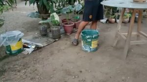 mag mix ng soil para mag ripat ng allbo variegated