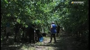На краснодарских рынках после дождей подорожала черешня и клубника
