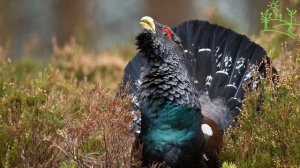 Голоса птиц Как поёт Глухарь (Tetrao urogallus)