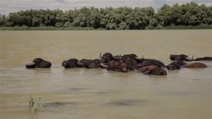 Буйвол домашний (речной) - Bubalus bubalis bubalis - Водяний буйвіл - River buffalo