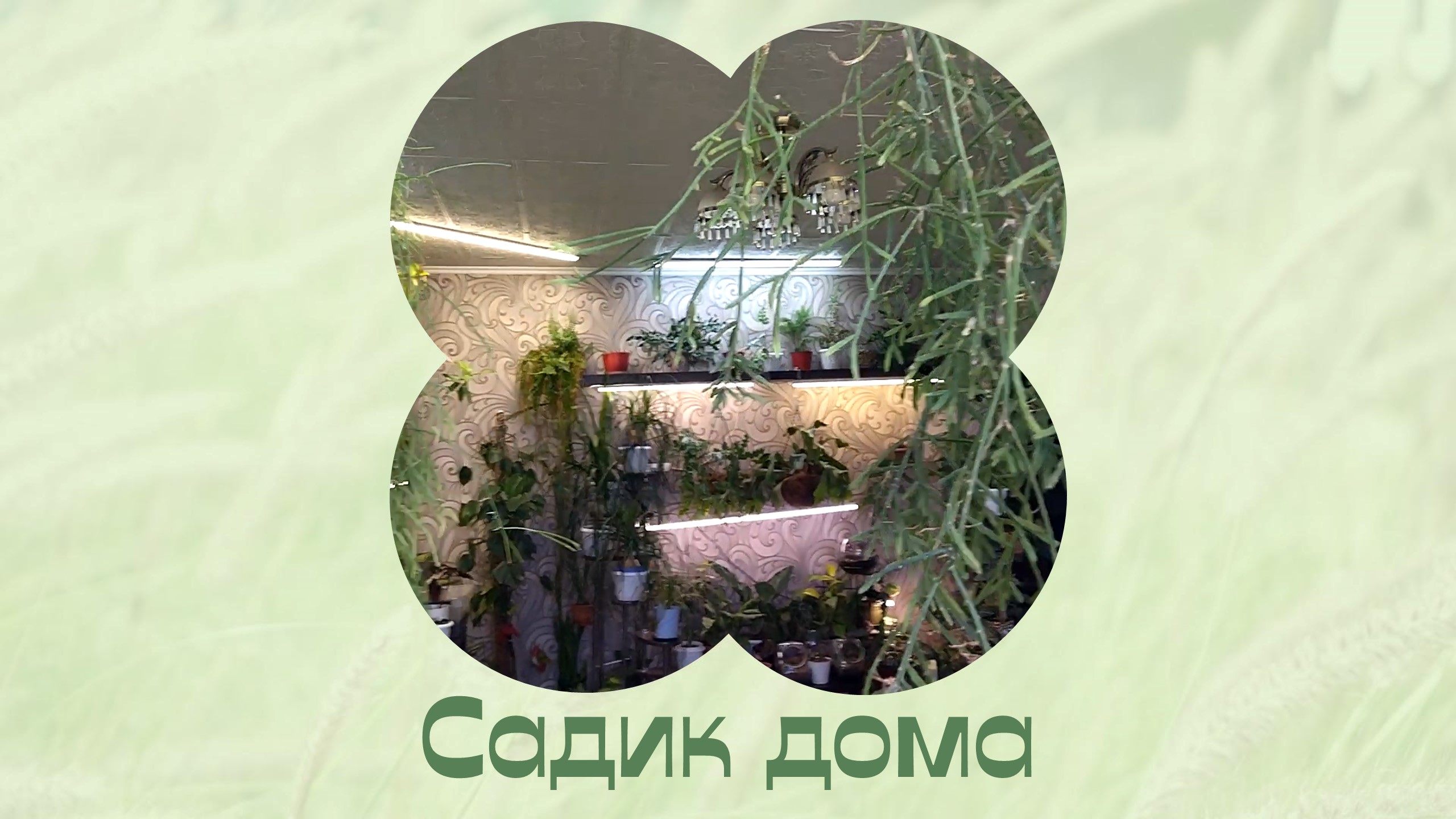 Комнатные растения дома. Цветочный садик в квартире.