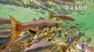 #1699. Рыбы (В мире животных)