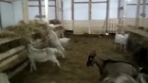 Содержание коз в Лпх Ивановых