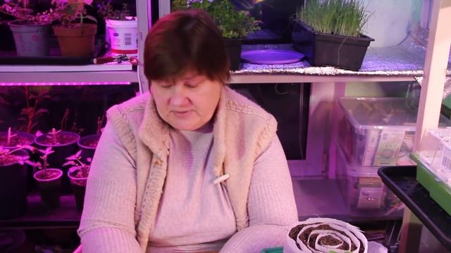 Посадка Земляники От А До Я. Для Быстрого Урожая!