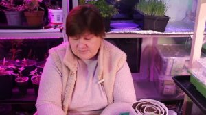 Посадка Земляники От А До Я. Для Быстрого Урожая!