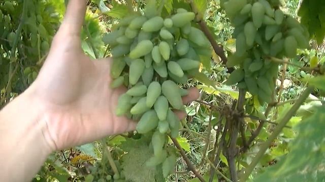 Разный виноград на нашей даче. Обработка медьсодержащими препаратами. смотреть онлайн