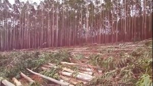 Бумага для фотокниг: как выращивают деревья для ее производства