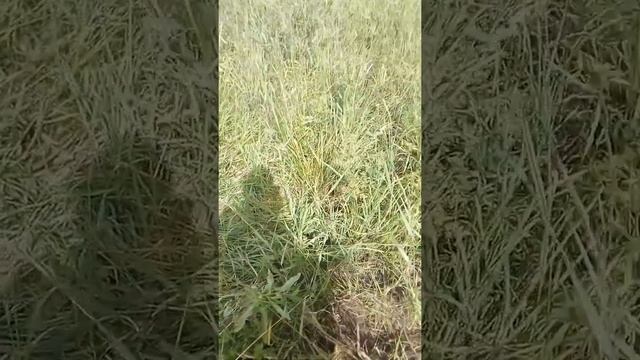 Коп 3 часа