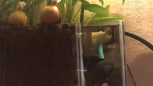 Фитофильтр, мои ошибки при создании.