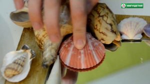 ДЕКОР ЗЕРКАЛА МОРСКИМИ РАКОВИНАМИ СВОИМИ РУКАМИ