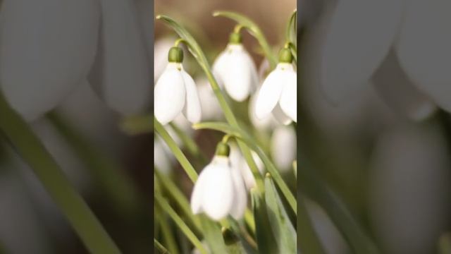 Очень красивое поздравление с 8 МАРТА🌼🌻🌺 от Души и с Любовью