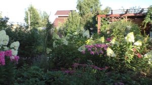 Роза Анжела  сочетание с гортензиями в сибирском саду.