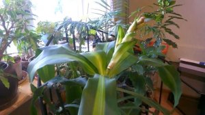 Драцена Душистая _ Ждем цветения_Часть 1