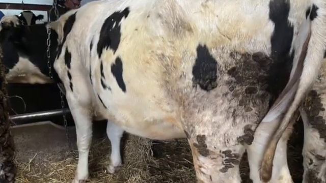 Продажа племенных нетелей голштинской породы май