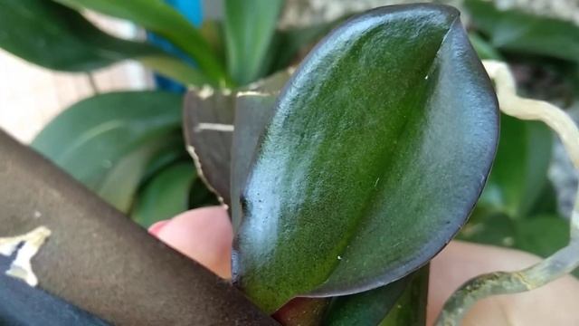 РЕАНИМАЦИЯ орхидеи ФУРАЦИЛИНОМ! поливать только корни орхидеи!