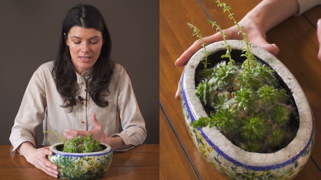 Sempervivum arachnoideum Houseplant Care — 162 of 365 смотреть онлайн