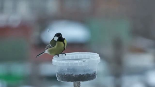 275 Синицы за окном, наложенные на пестню Понедельник смотреть онлайн