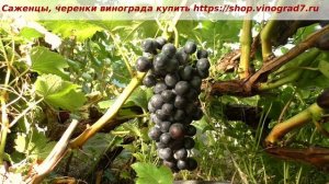 24 июля окрасился виноград Пино тин. Очень рано, сахар пока не набрал-  начало созревания