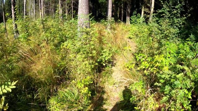 Дорога в Лавру Абрамцево - Хотьково 4K Road to Lavra Abramtsevo - Khotkovo смотреть онлайн