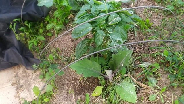 Поставили насос,в гостях у Ангелины... смотреть онлайн