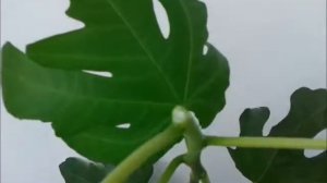 Инжир в домашних условиях