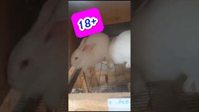 Случка кроликов ( белый панон), первый опыт. смотреть онлайн