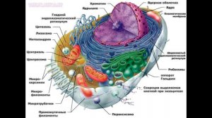Анатомия и физиология - Лекция 2 - Клетка как основа жизни
