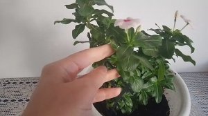 Катарантус розовый. Вулкан Априкот F1. Полгода растёт. Как перенёс жару на балконе.