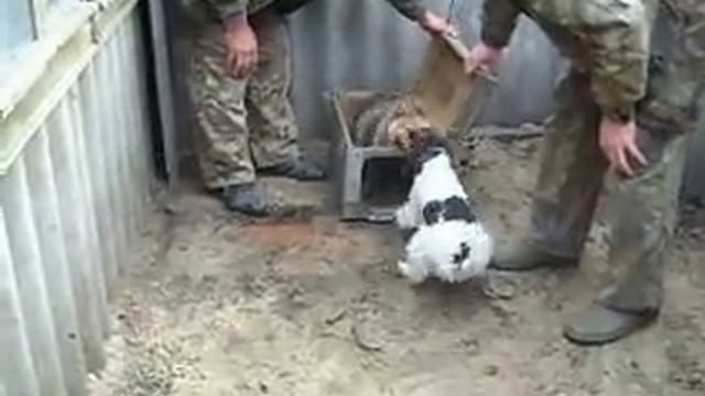 Притравка фокса на енота - 2.
