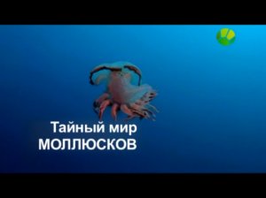 Тайный мир моллюсков