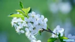 Весна фото картинки, весенние пейзажи цветы природа