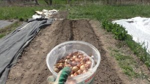 Морковь (ч.1) ПОСЕВ  и Лук севок, посадка на грядку. 10.05.2015г.