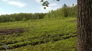 За жуками в Шипов лес.Усачи,бронзовки,жужелицы и др.Coleoptera