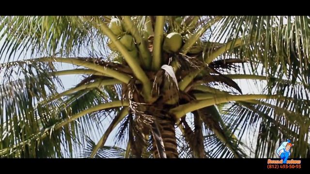 Тайланд Веселый Водовоз 4 -день На пляже смотреть онлайн