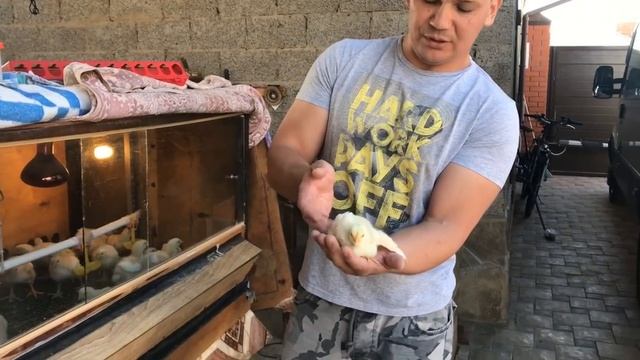 КОББ 500 против АРБОР айкрес. Выбираем лучшего бройлера. Часть 1. смотреть онлайн