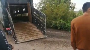 Быки и коровы. Быки Абердин Ангусы. КРС. МЭЦ.