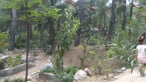 Парк динозавров. Динопарк Турция Анталия Гюйнюк Динопарк. Видео для детей. Игра для детей.