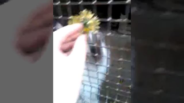 Впервые!!!!!! Собака кушает одуванчики смотреть онлайн