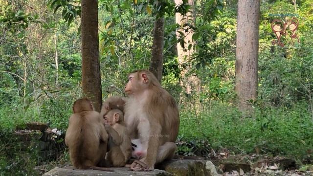 Really lovely action baby monkey Rainbow eat fruits ramboutan ?? смотреть онлайн