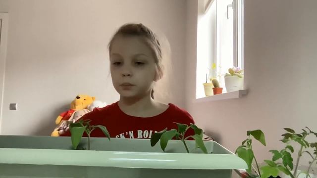 Пикировка томатов!